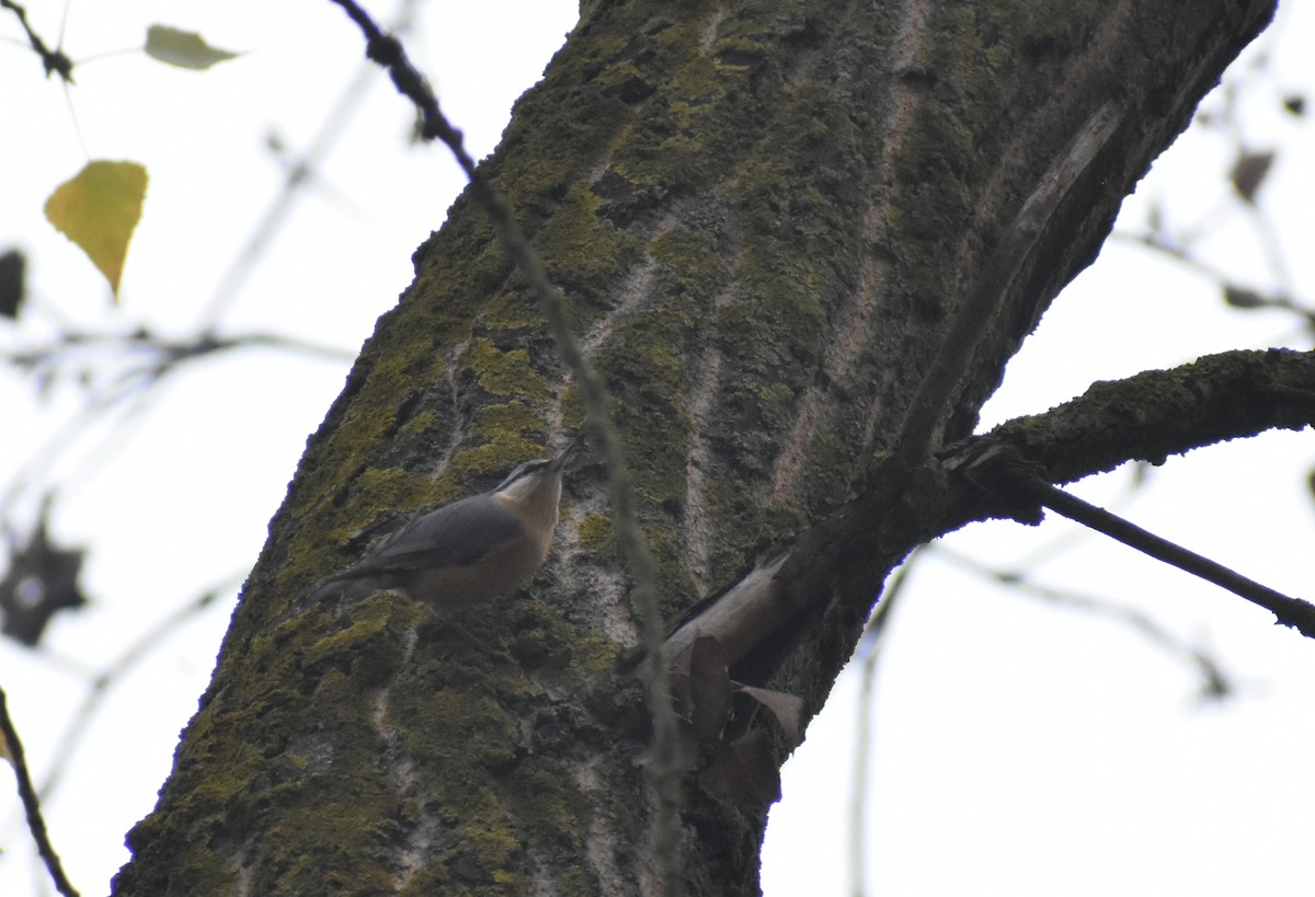 Повзик звичайний - ML645325882