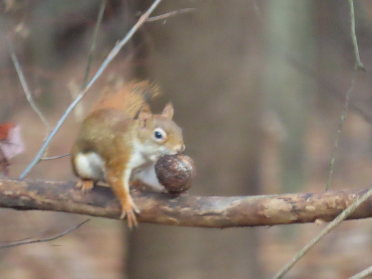 American Red Squirrel - ML645325884