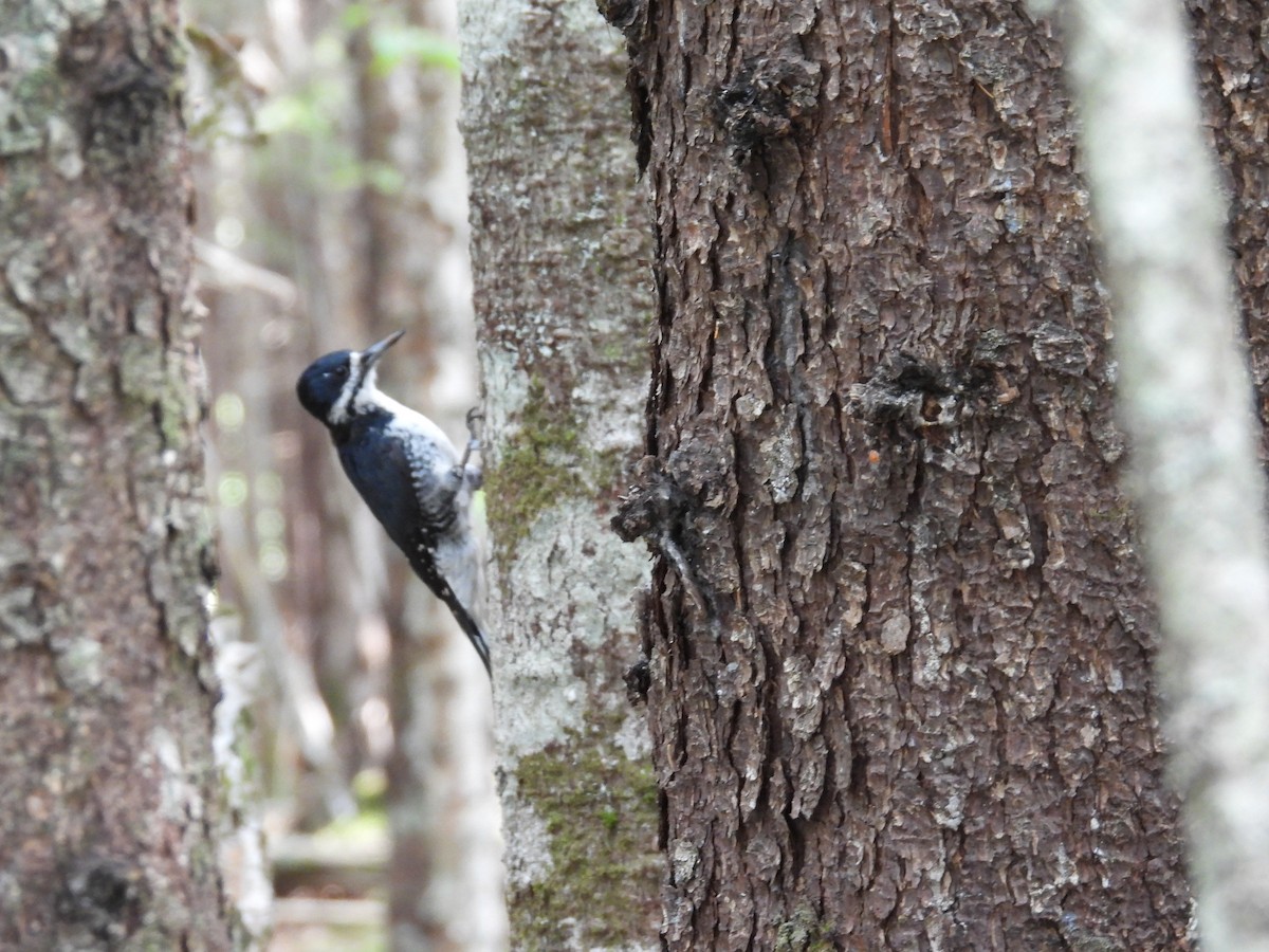 svartryggspett - ML645325891