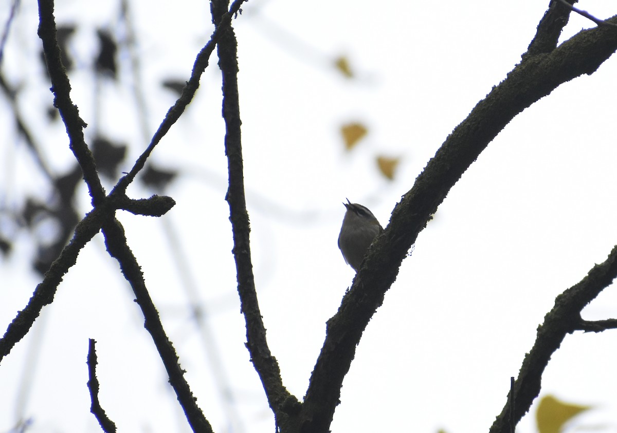 králíček ohnivý - ML645325896