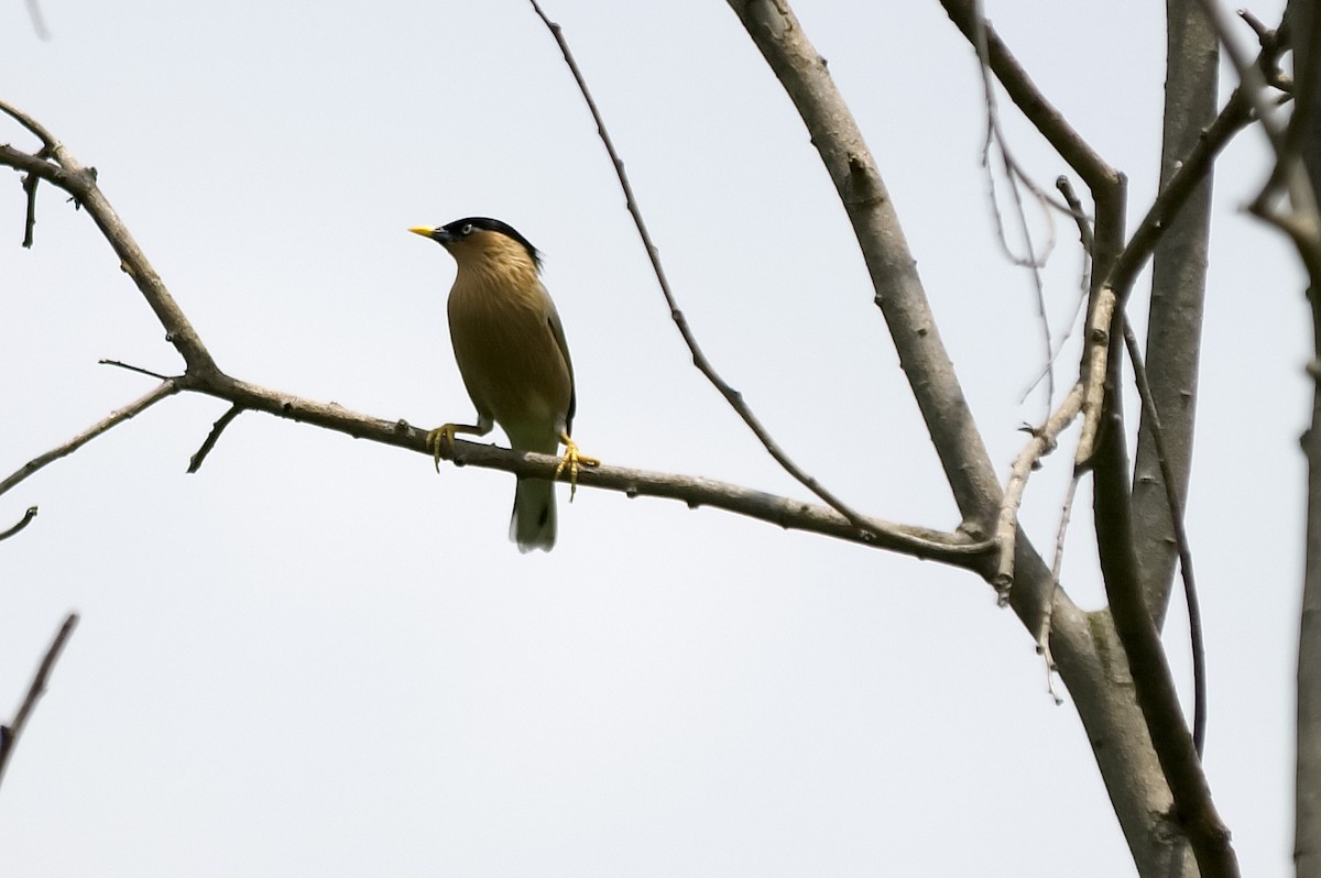 Браминский скворец - ML645325900