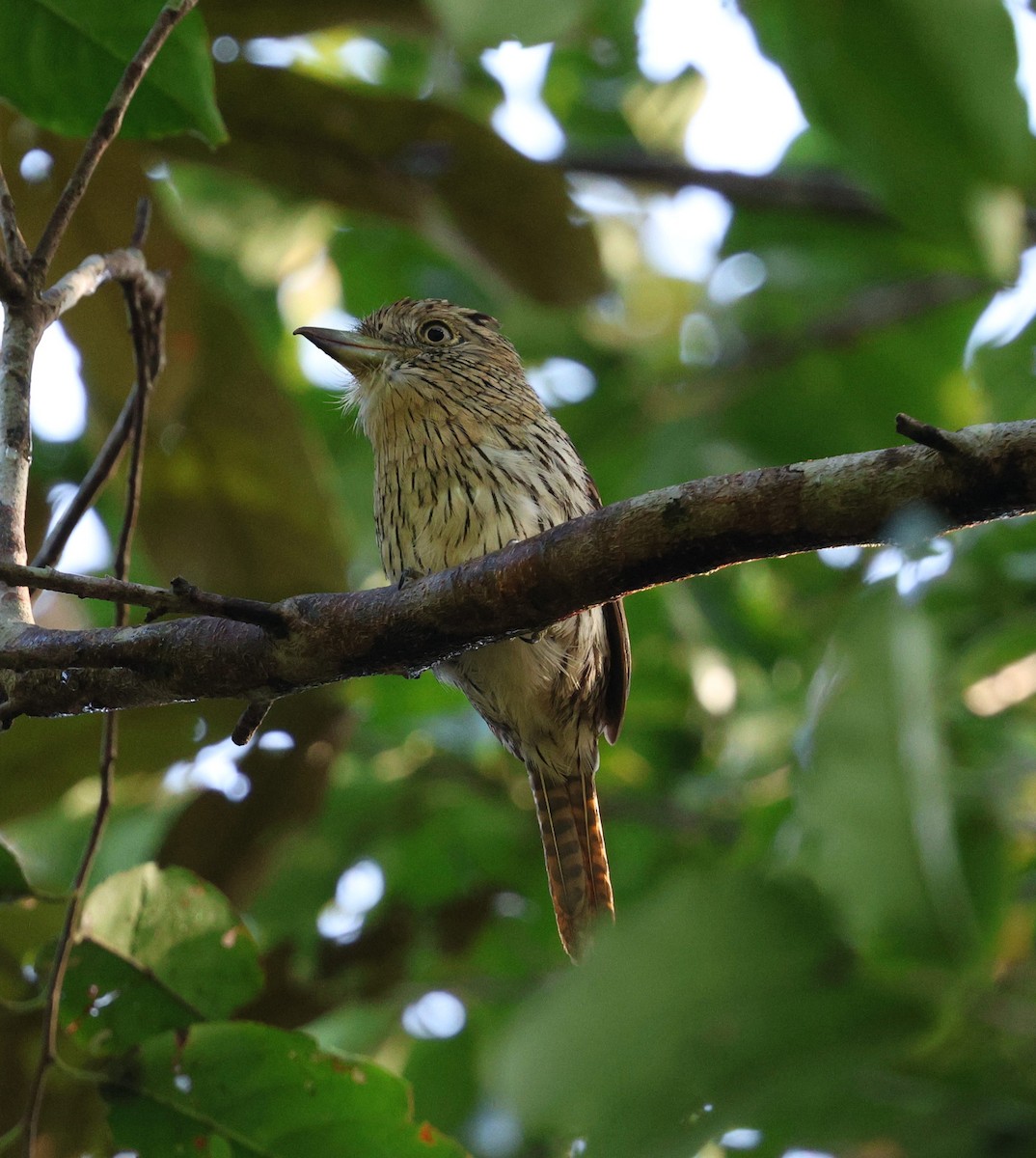 Лінивка-смугохвіст білогорла (підвид striolatus) - ML645325906