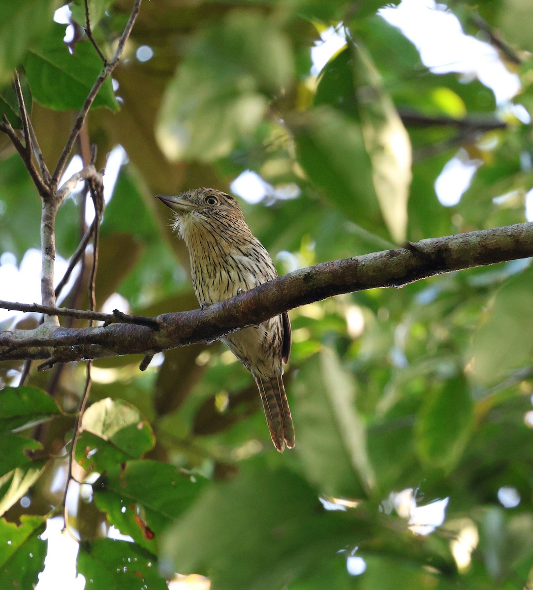 Лінивка-смугохвіст білогорла (підвид striolatus) - ML645325907