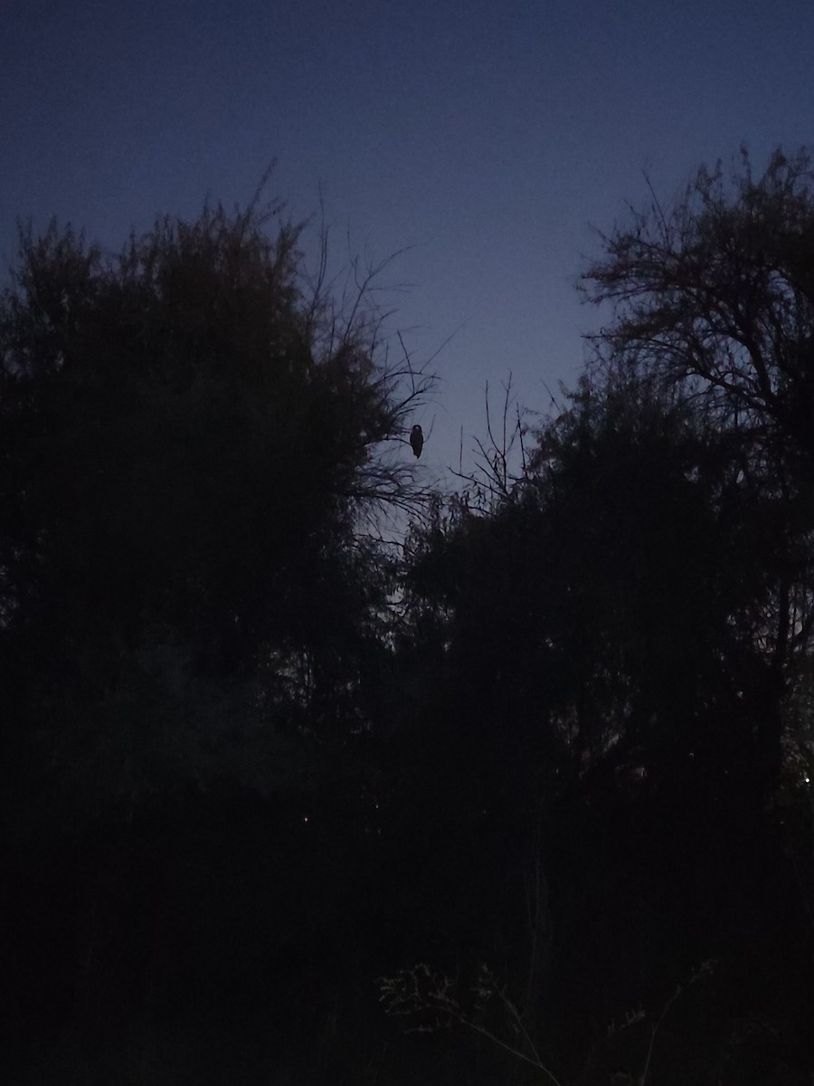 Hibou moyen-duc - ML645325909