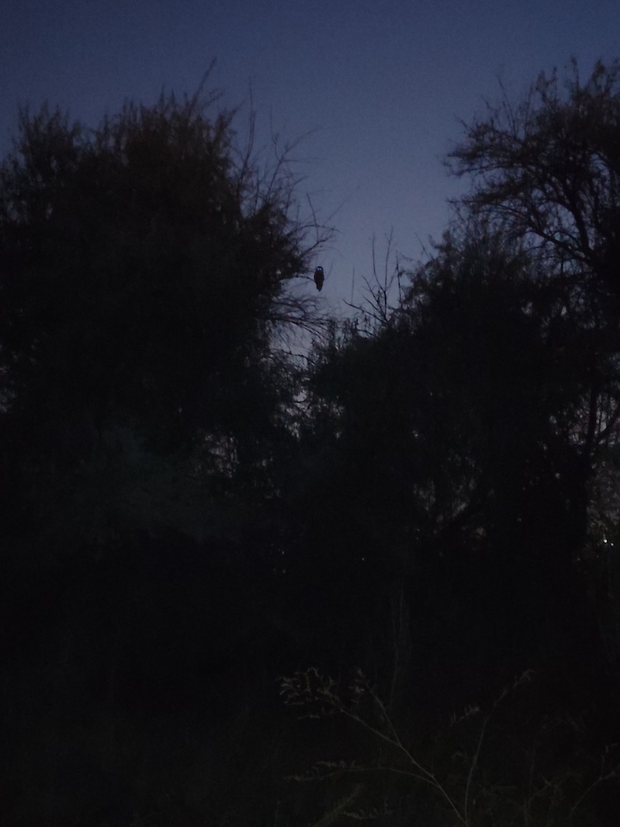 Hibou moyen-duc - ML645325910