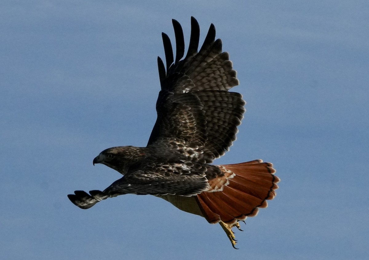Red-tailed Hawk - ML645325919