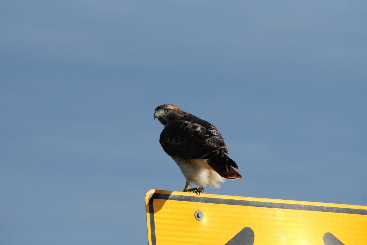 Red-tailed Hawk - ML645325920