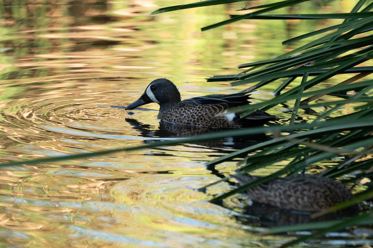 Zertzeta hegalurdina - ML645325935