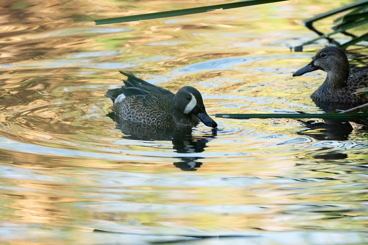 Zertzeta hegalurdina - ML645325942