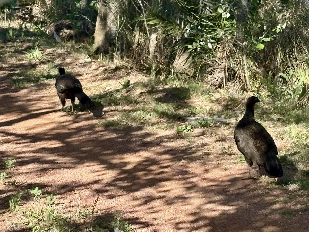 Dusky-legged Guan - ML645325946