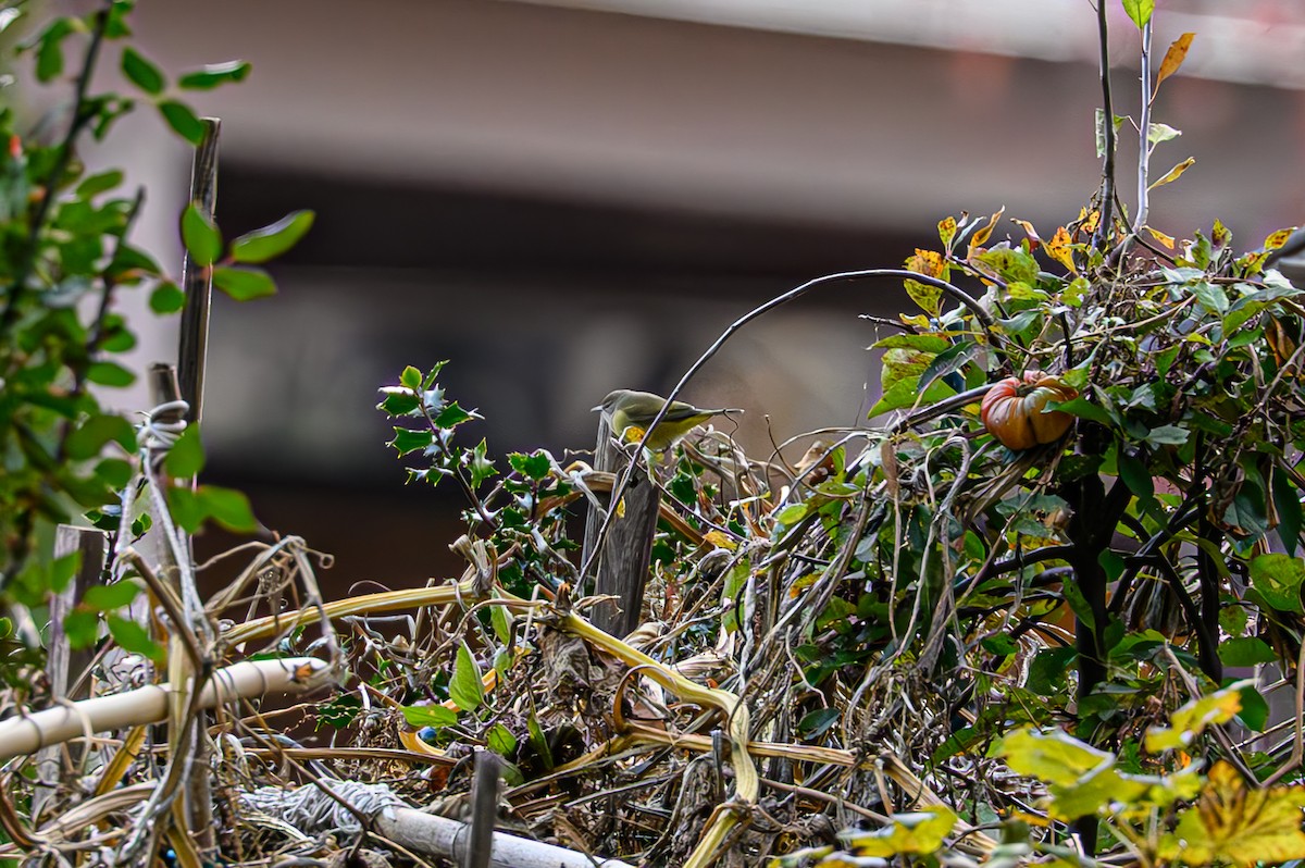 Orange-crowned Warbler - ML645325947