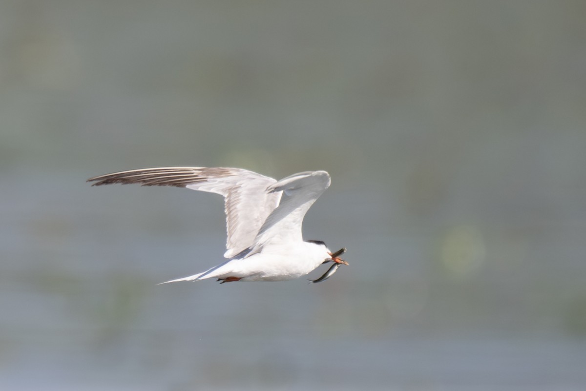 Common Tern - ML645325948