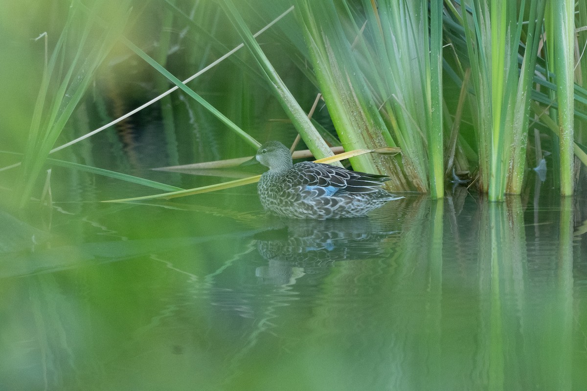 Zertzeta hegalurdina - ML645325952