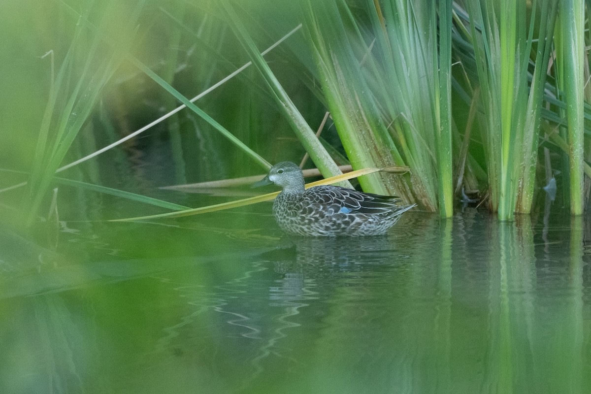 Zertzeta hegalurdina - ML645325953