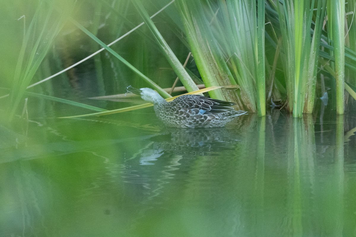 Zertzeta hegalurdina - ML645325954