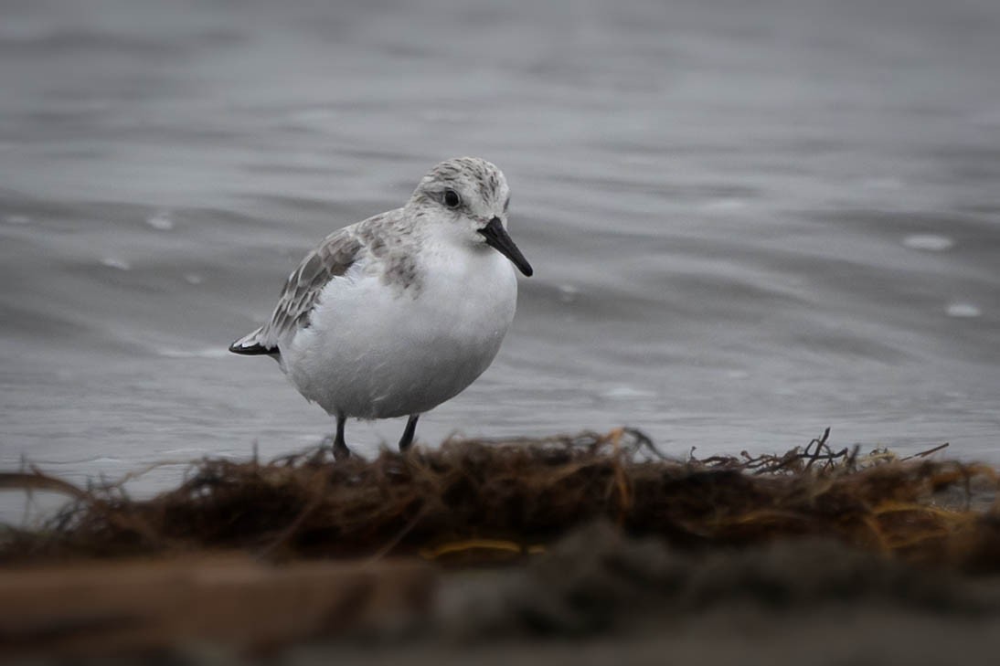 Sanderling - ML645325964
