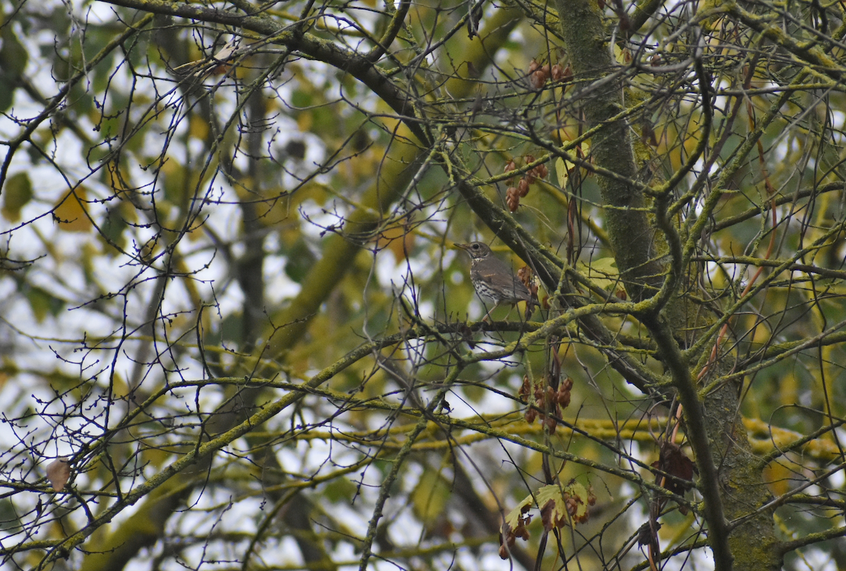 drozd zpěvný - ML645325966