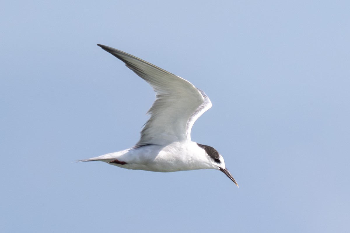 Common Tern - ML645325970