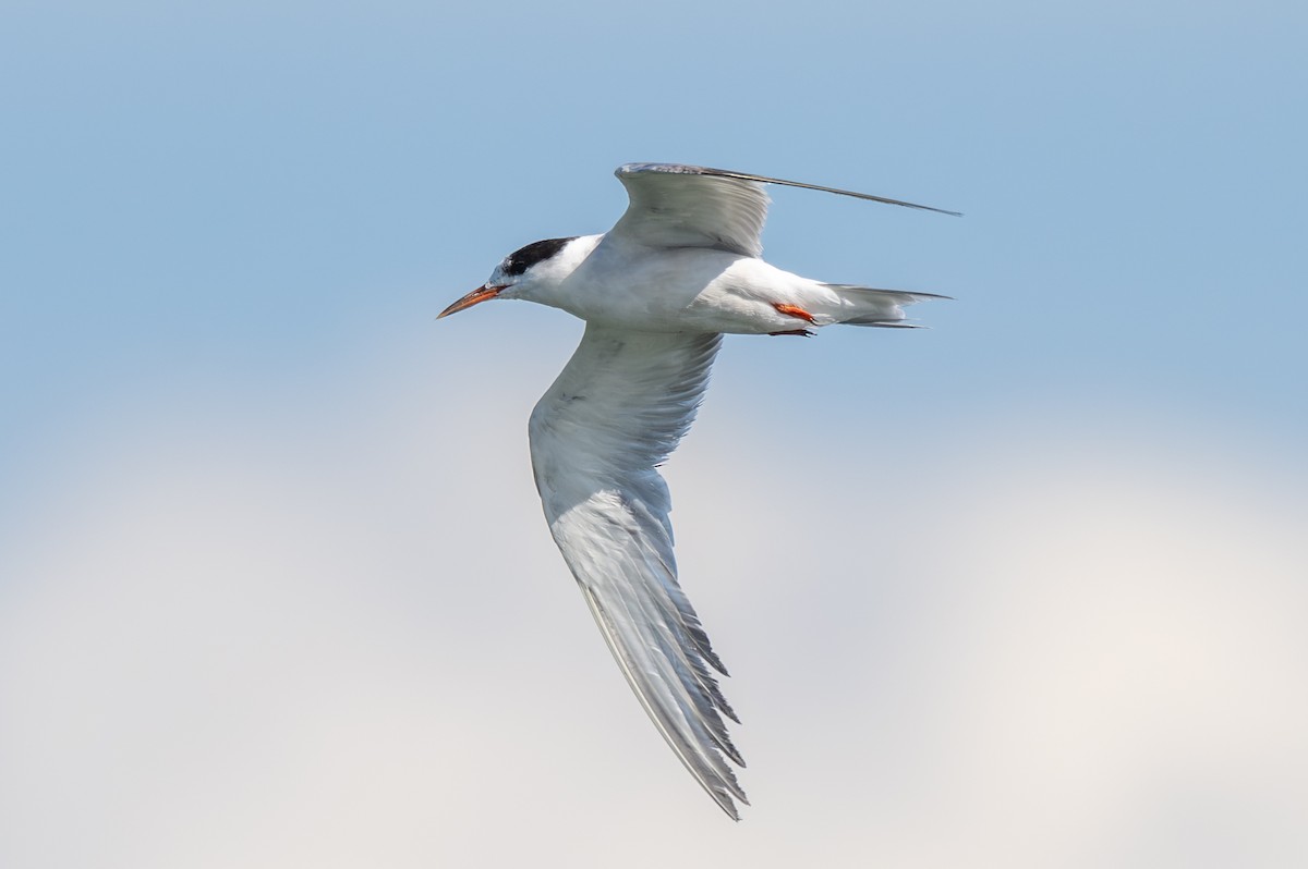 Common Tern - ML645325971