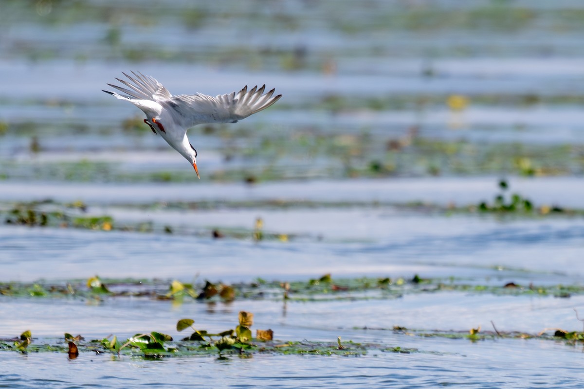 Common Tern - ML645325972