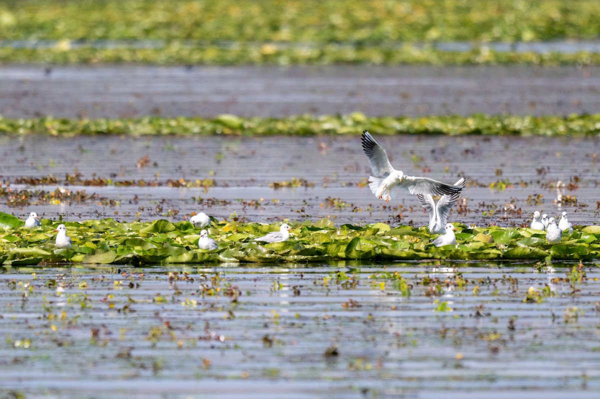 Common Tern - ML645325973