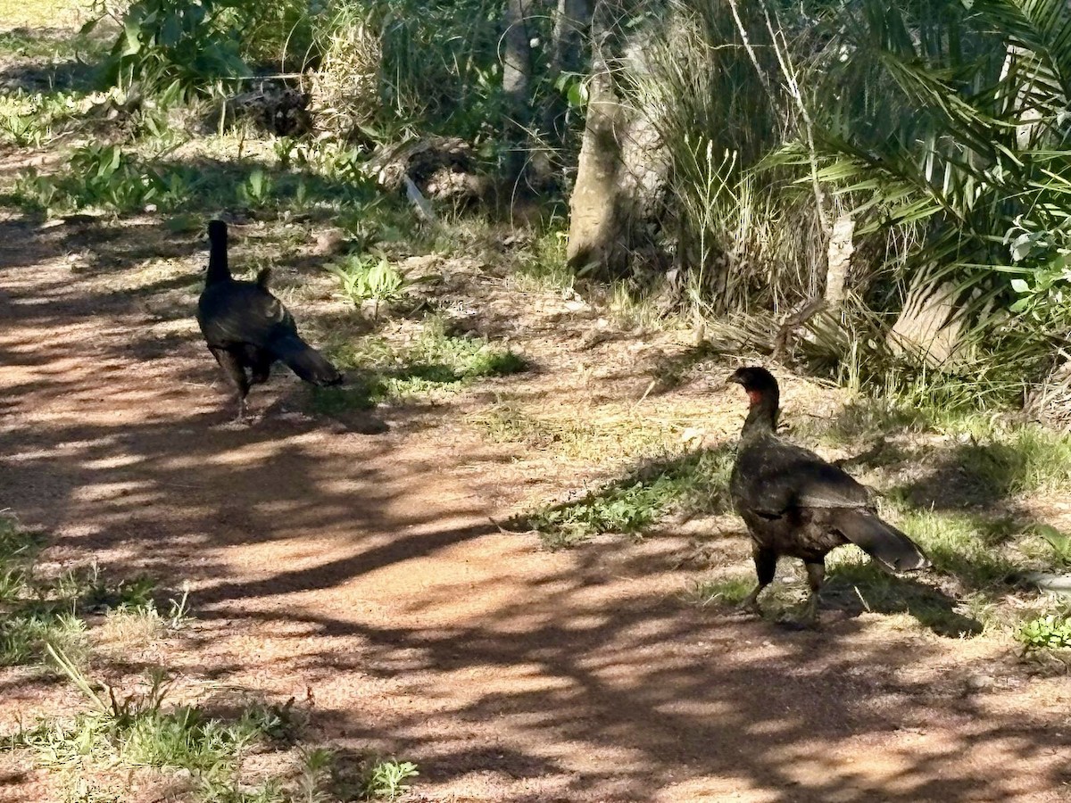 Dusky-legged Guan - ML645325976