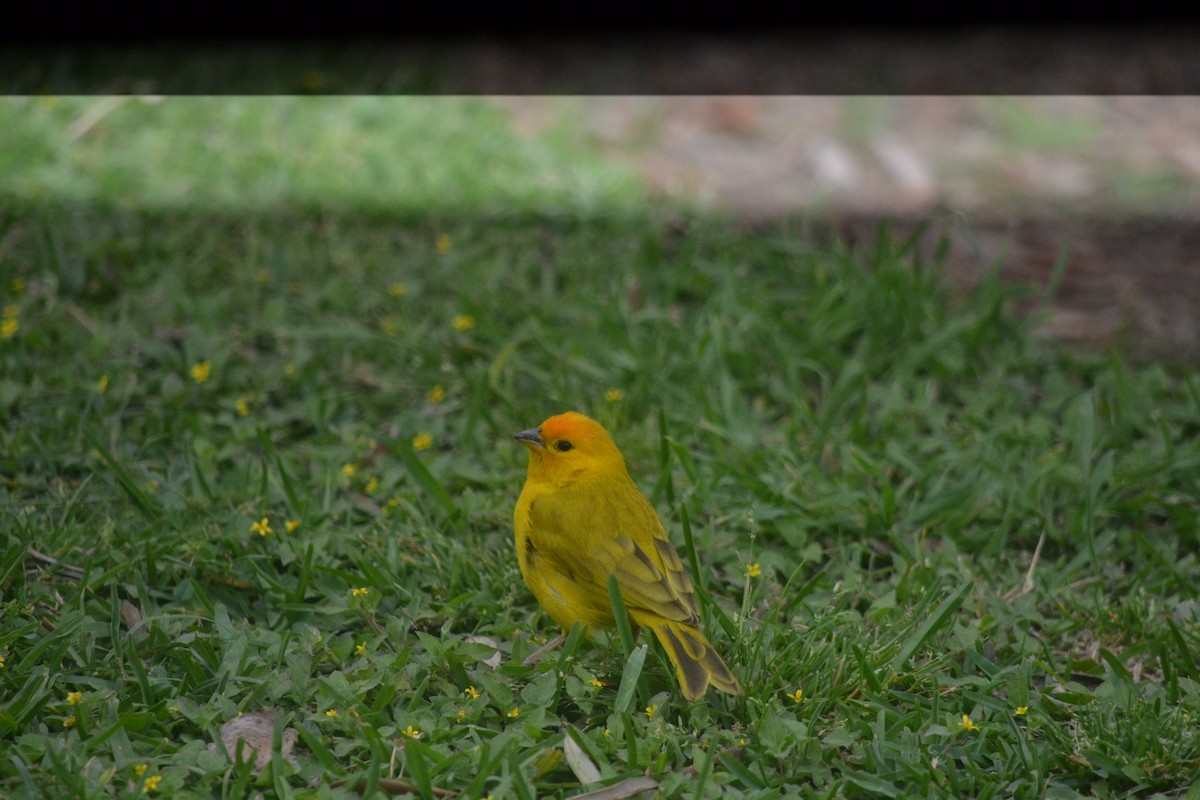 Saffron Finch - ML645325981