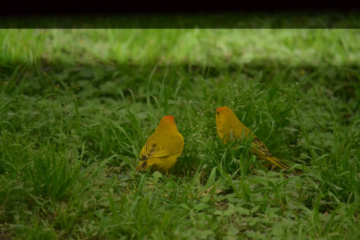 Saffron Finch - ML645325982