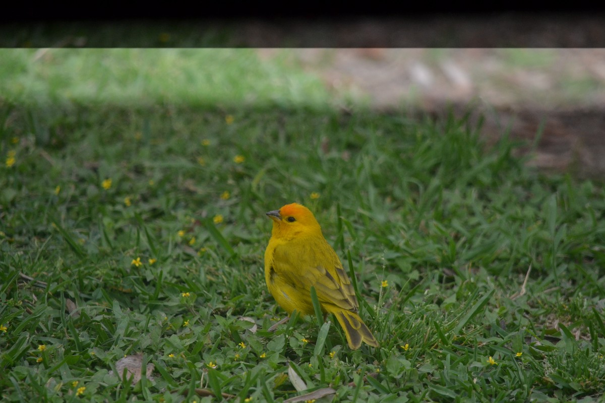 Saffron Finch - ML645325983