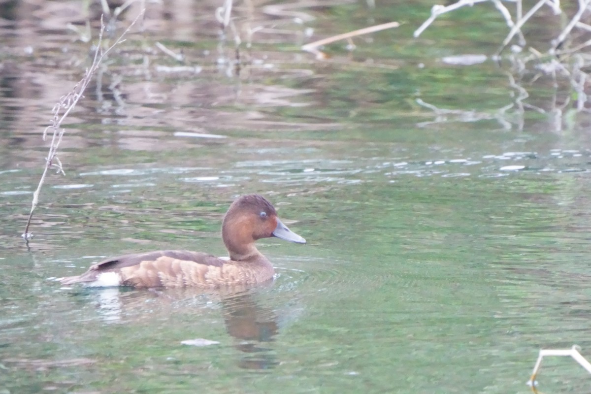 Ferruginous Duck - ML645325999