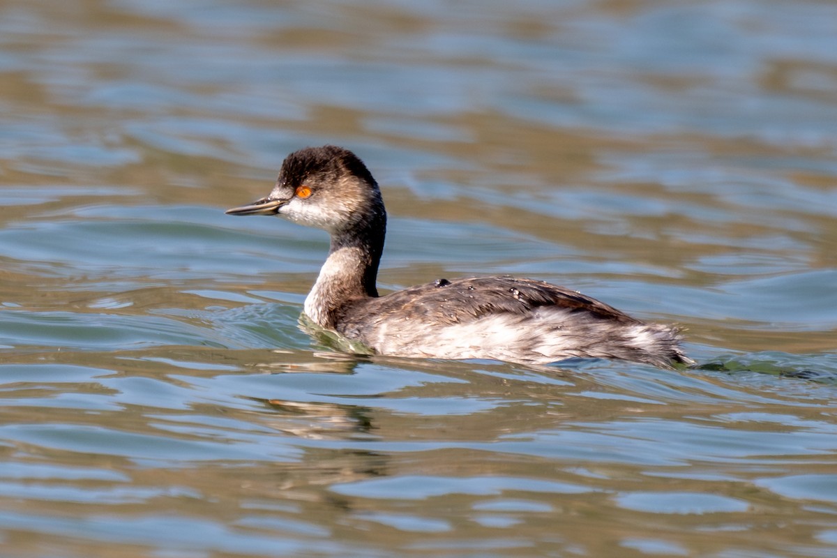 Grèbe à cou noir - ML645326010