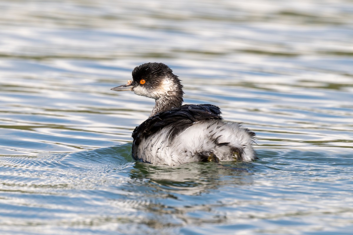 Grèbe à cou noir - ML645326011