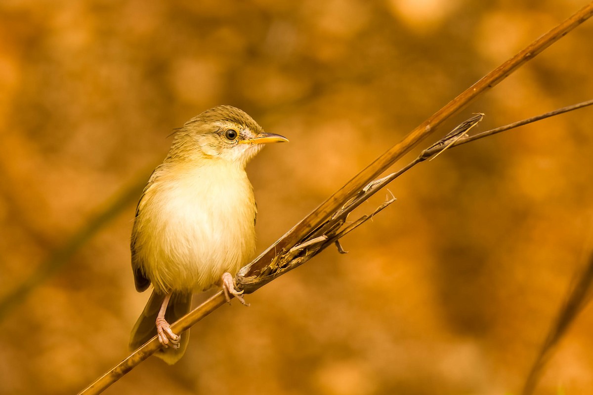 Prinia simple - ML645326012