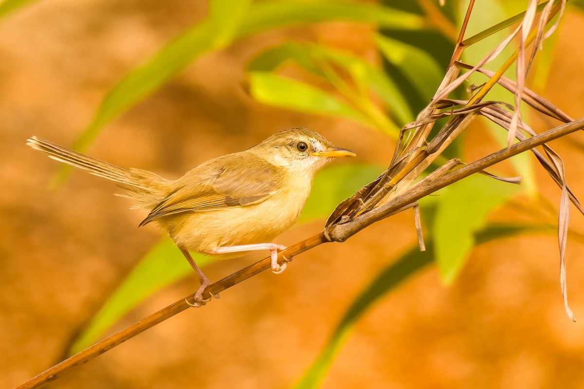 Prinia simple - ML645326013
