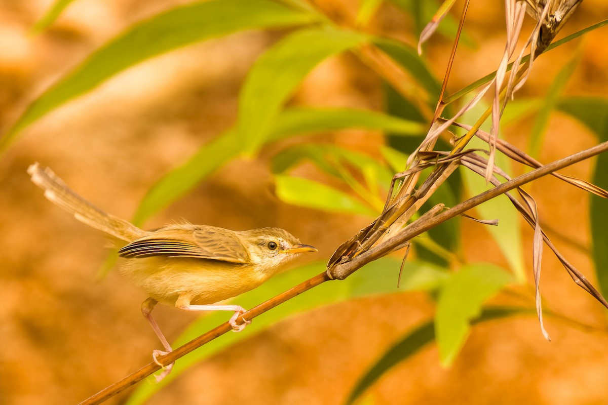 Prinia simple - ML645326014