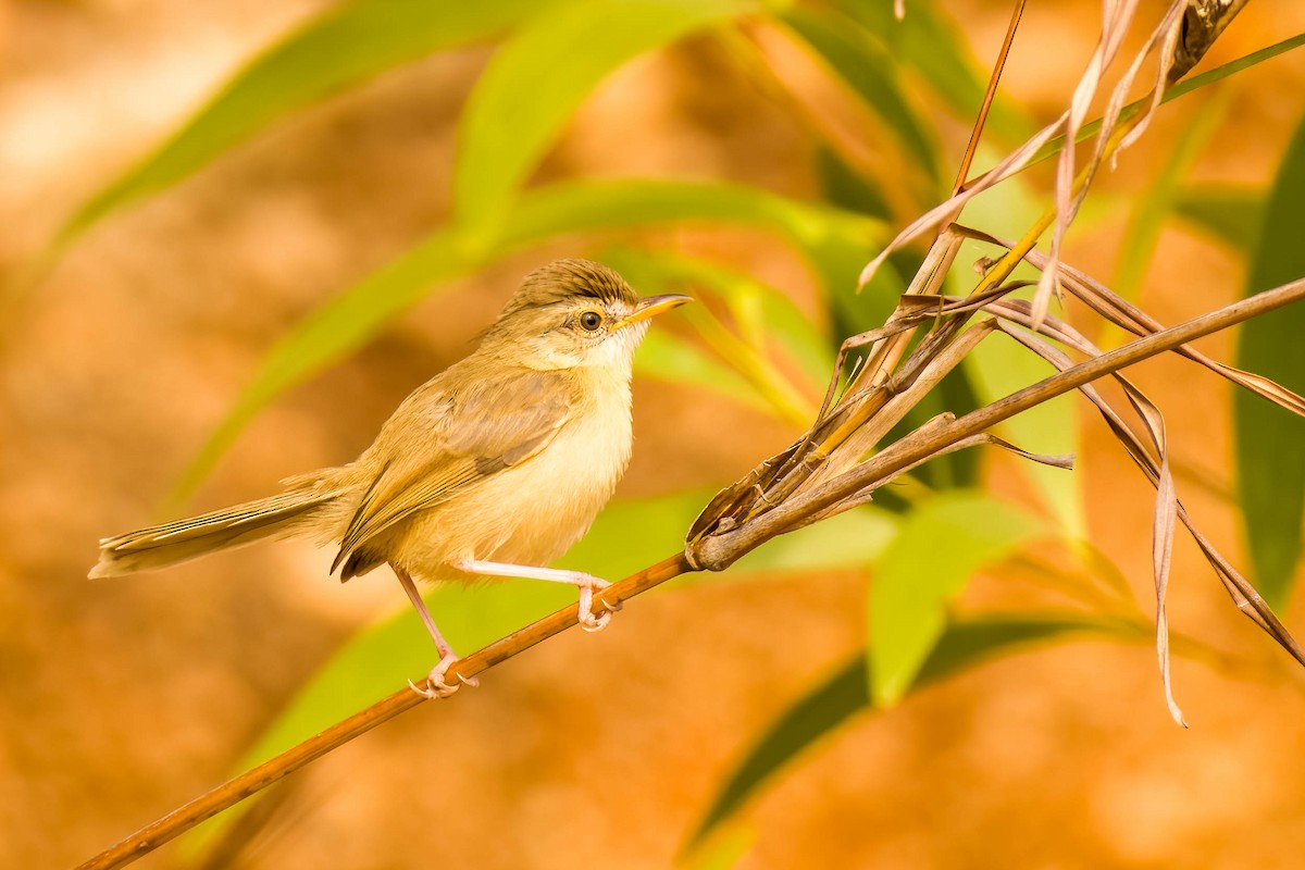 Prinia simple - ML645326015