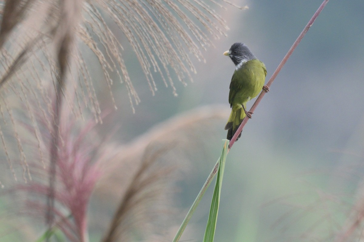 Bulbul à semi-collier - ML645326016