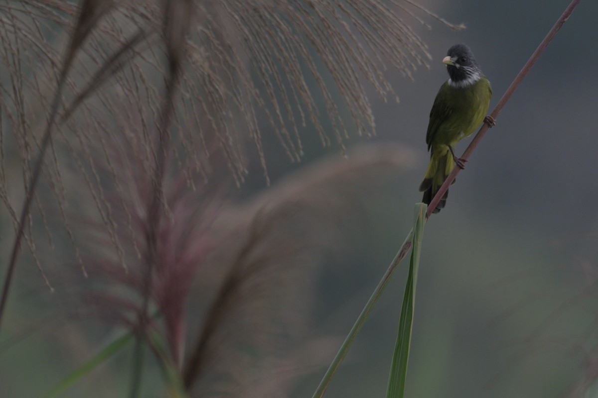 Bulbul à semi-collier - ML645326017