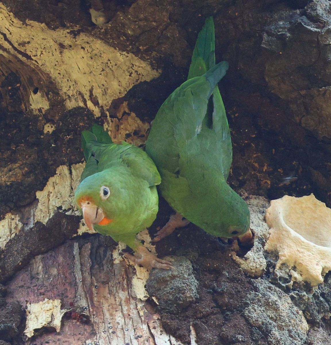 Toui para - ML645326018