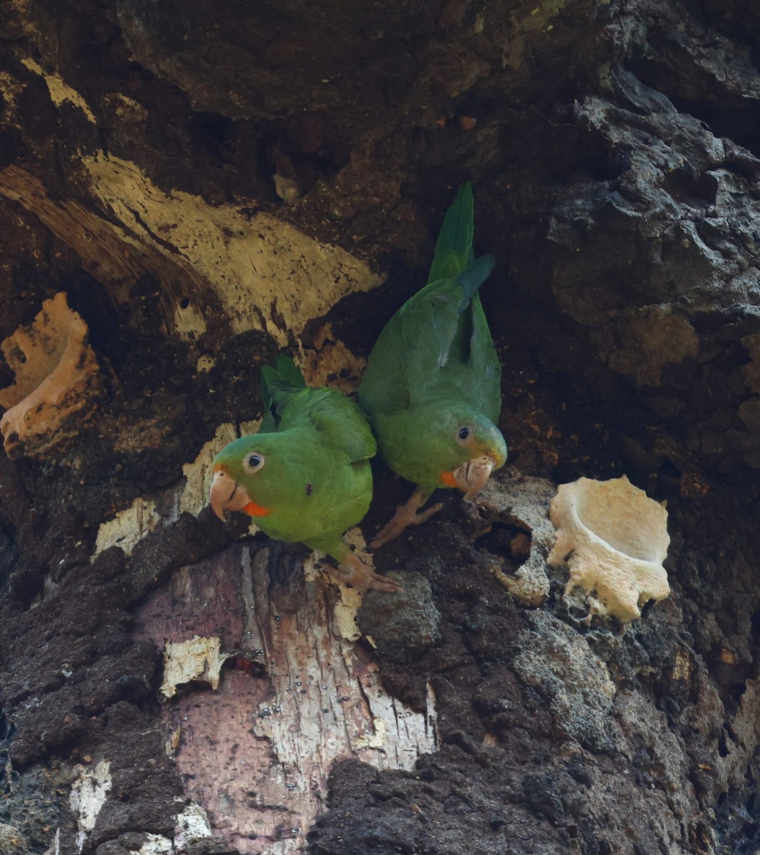 Toui para - ML645326019