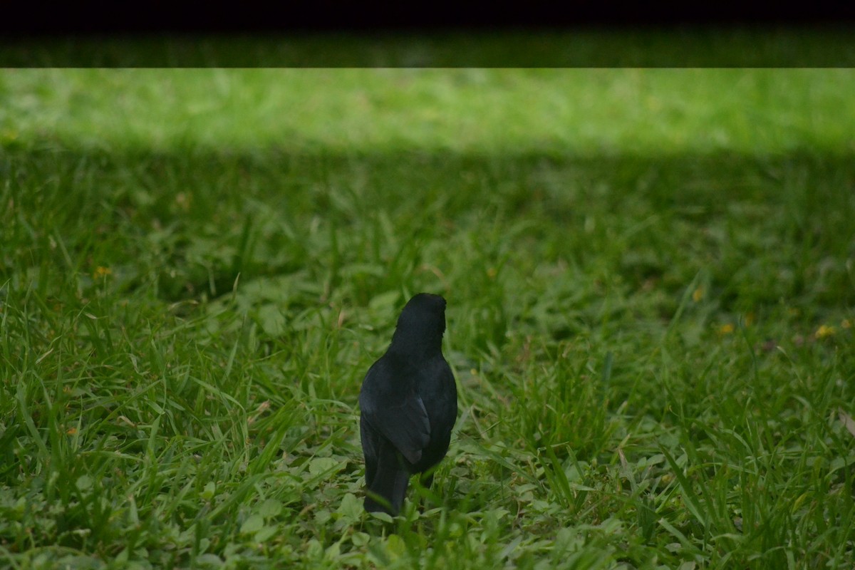 Quiscale buissonnier - ML645326020