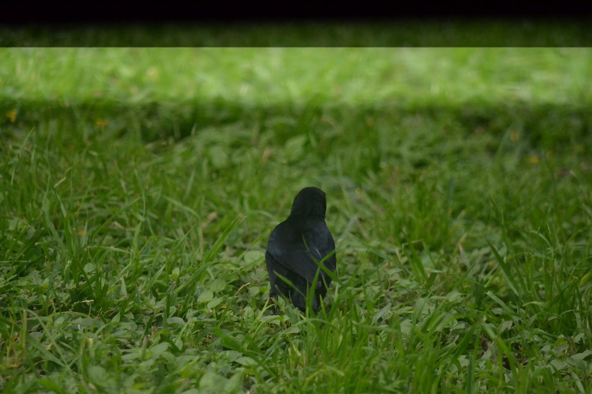 Quiscale buissonnier - ML645326021