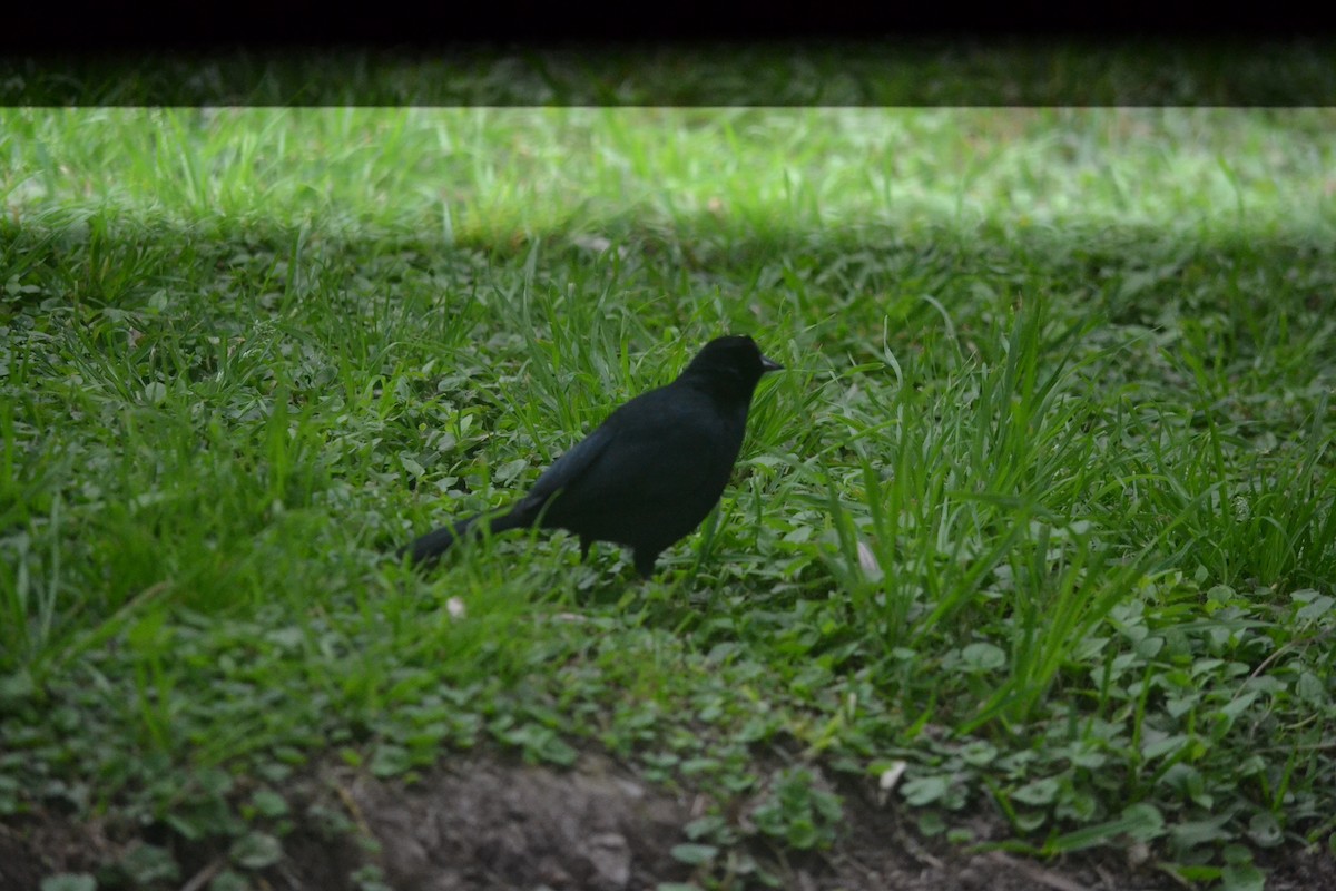 Quiscale buissonnier - ML645326022