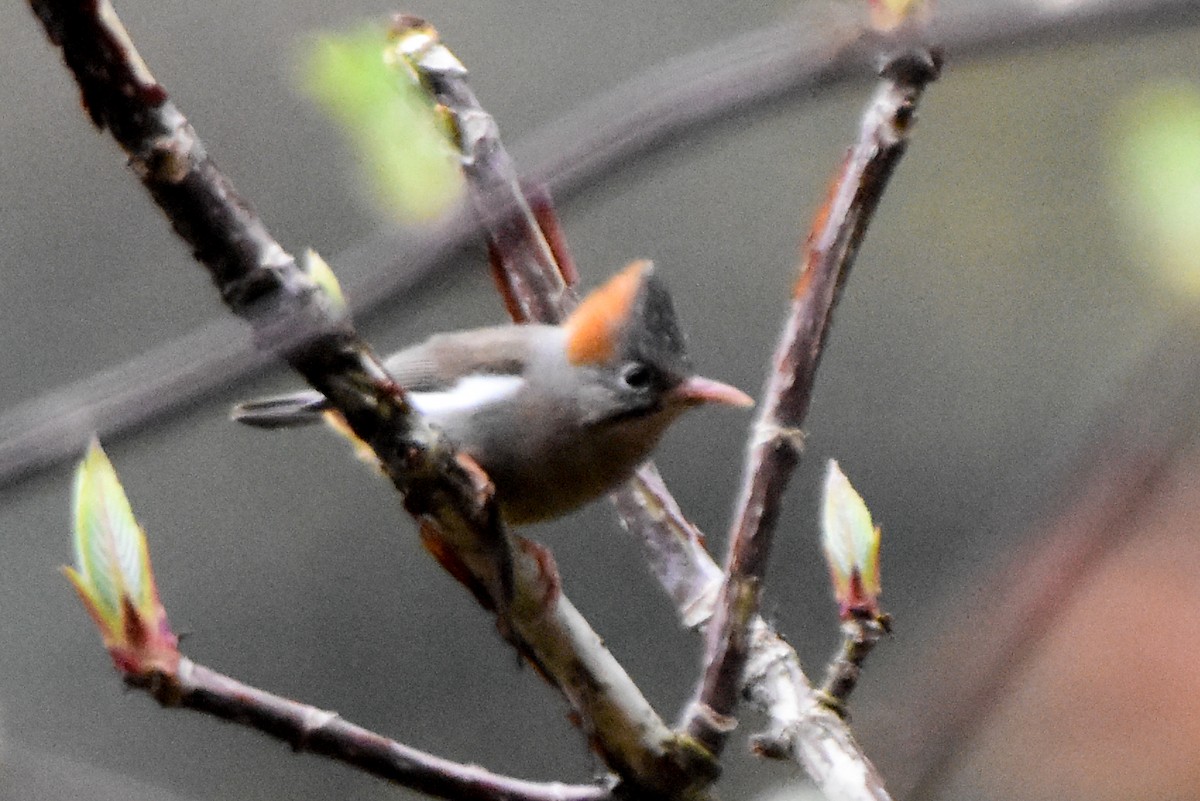 Yuhina à ventre roux - ML645326023
