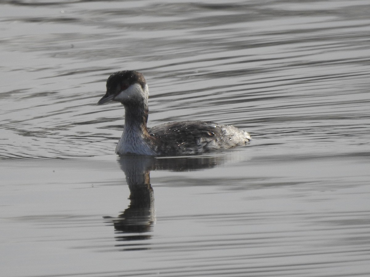 טבלן לבן-לחיים - ML645326024