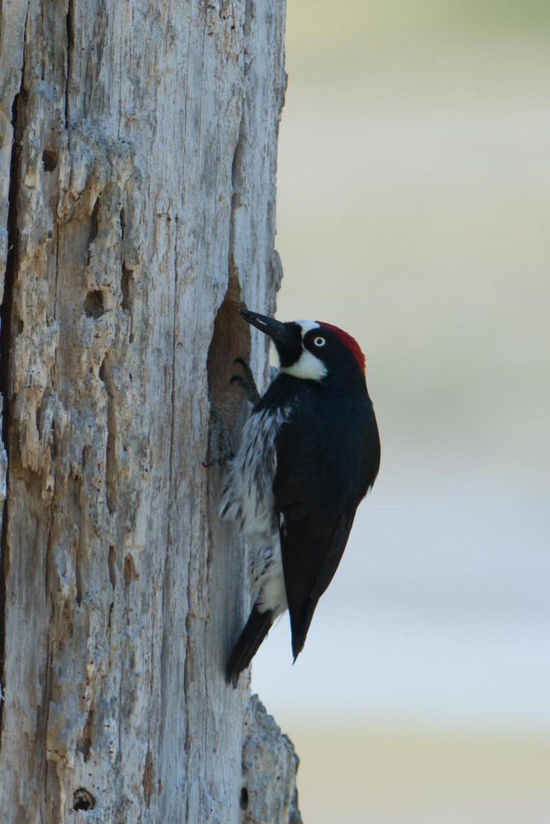 Pic glandivore - ML645326025