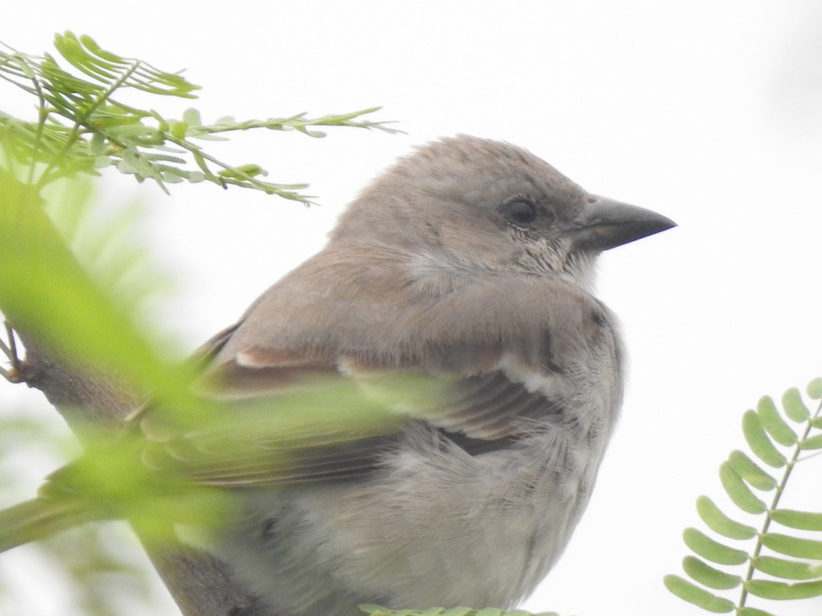 Moineau à gorge jaune - ML645326026
