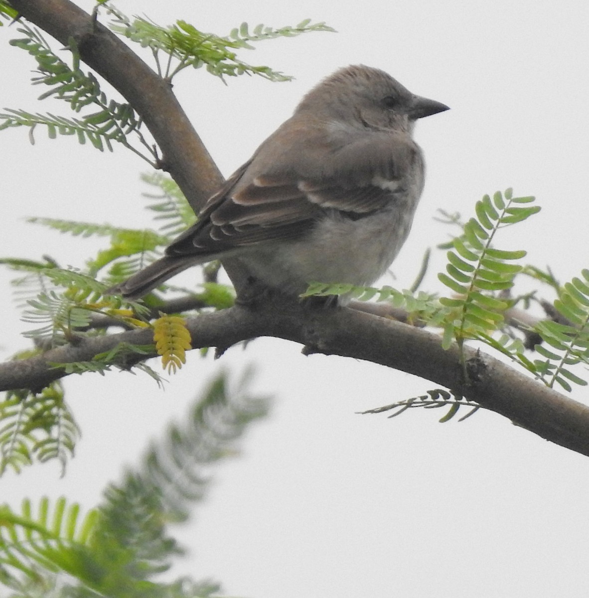 Moineau à gorge jaune - ML645326027