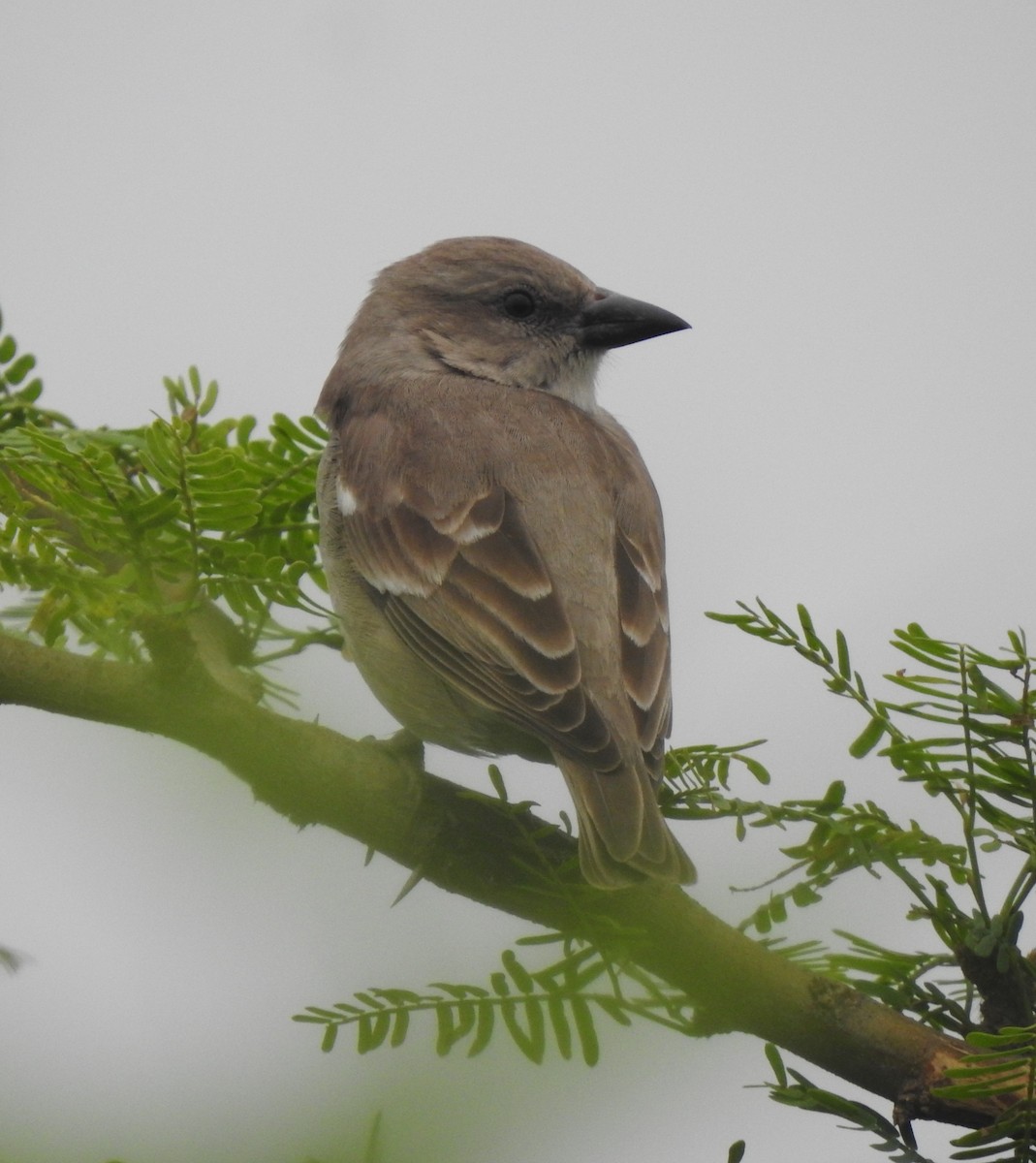 Moineau à gorge jaune - ML645326028