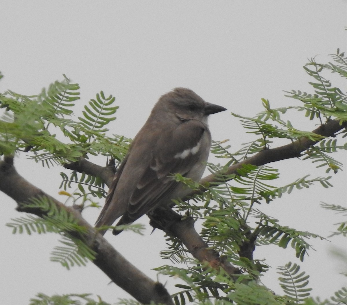 Moineau à gorge jaune - ML645326029